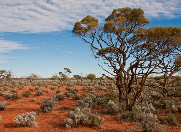 Webinar: Australian Equity Reporting Season - February 2026