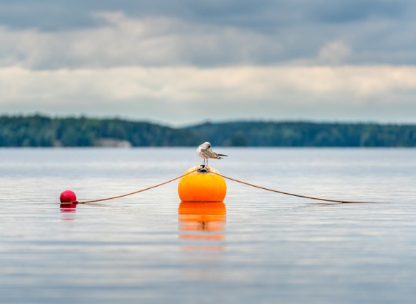 Midyear Outlook: Earnings Buoy Case for International Equities
