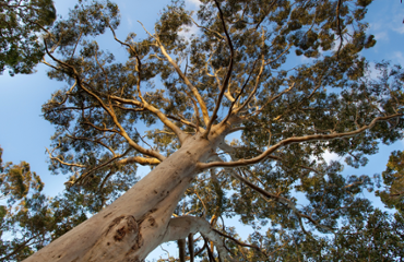 Australian Sustainable Income Strategy